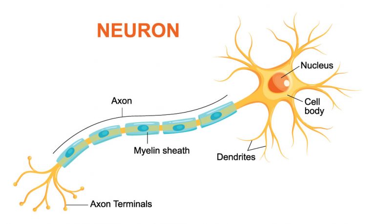 Explainer: What is a neuron? | Science News for Students